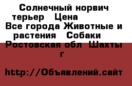 Солнечный норвич терьер › Цена ­ 35 000 - Все города Животные и растения » Собаки   . Ростовская обл.,Шахты г.